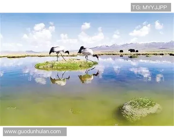 足球明星与大熊猫亲密合影展现动植物和谐共生的美丽瞬间